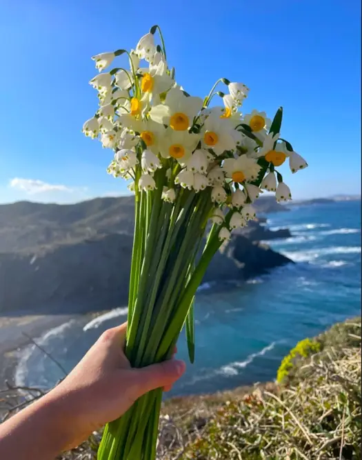 Bukiet wiosennych kwiatów trzymany nad klifowym wybrzeżem Minorki – widok charakterystyczny podczas wycieczek polskojęzycznych Minorka i wycieczek fakultatywnych, idealnych na urlop na Minorce wiosną lub Minorka jesienią
