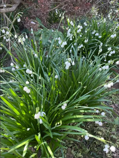 zielona kępa przebiśniegów wiosną na Minorce na trasie wycieczki fakultatywnej Przystanek Minorka